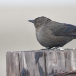 Location: Bickleton Washington 10 Apr 2021 -- life list #51